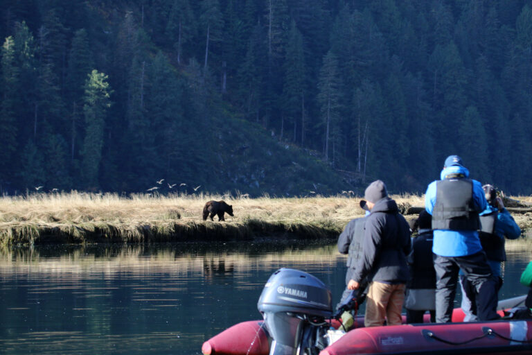 Conservation group to buy hunting rights for a quarter of the Great Bear Rainforest