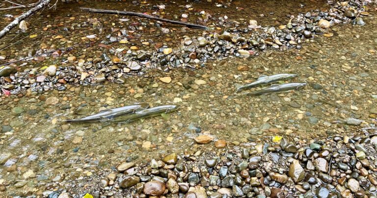 Pink Salmon returns looking strong in Tsolum River despite drought: TRRS