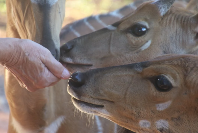 Ban on feeding deer in urban settings proposed in new hunting regs