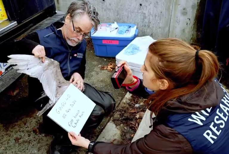 Researchers seek public’s help to track seagulls visiting from USA