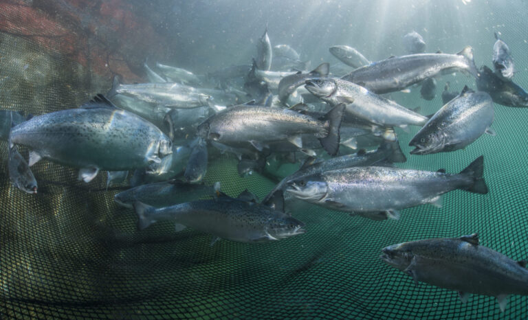 BC salmon farmer hopes algae can replace wild fish as feed ingredient