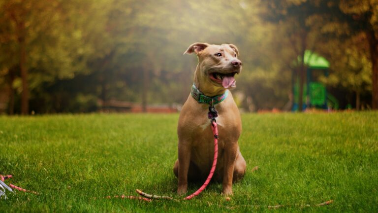 CVRD to enforce dog leashing this spring and summer