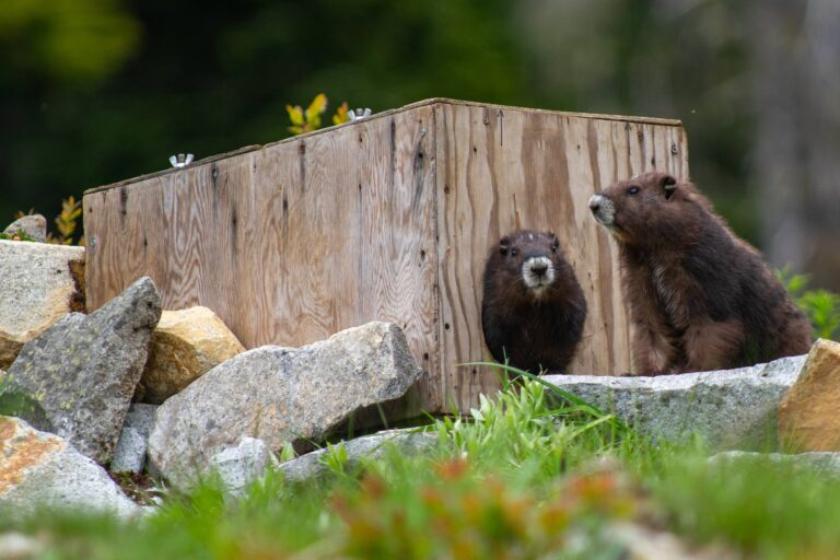 Record-breaking 89 Island marmot pups born this year