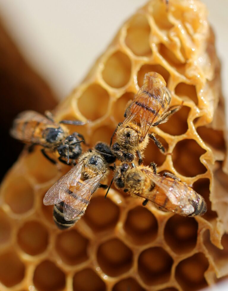 Town of Comox encourages more pollinator-friendly habitats for pollinator week
