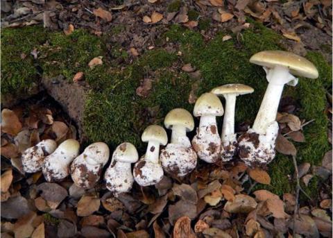 Town of Comox warns public of Death Cap mushrooms